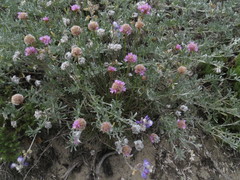 Armeria maritima californica