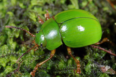 Platyphora albovirens