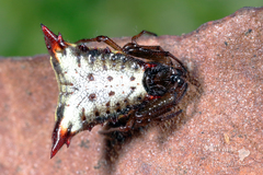Micrathena plana