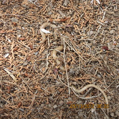 Tantilla hobartsmithi