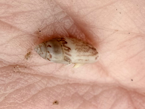 Olivella mutica observed 2026-03-28