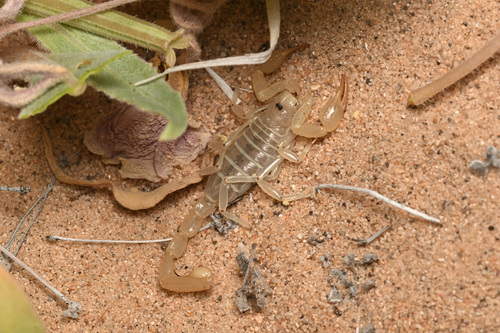 Mojave Dunes Scorpion