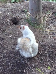 Sciurus carolinensis