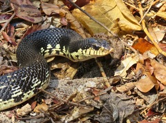 Malagasy Giant Hognose Snake photo 1