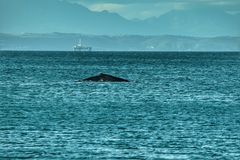 Megaptera novaeangliae australis