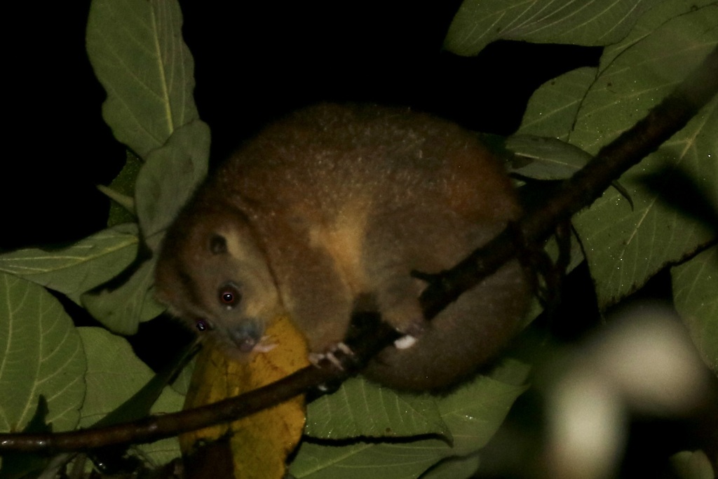 New Britain Cuscus