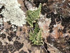 Myriopteris covillei