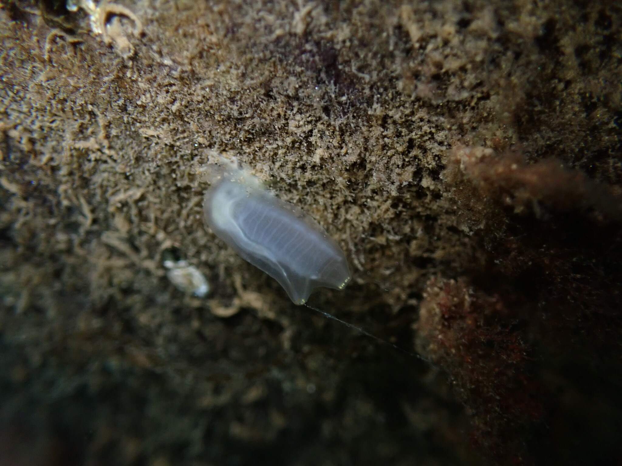 Ciona intestinalis (Linnaeus, 1767)