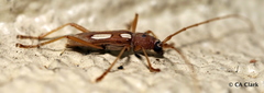 Eburia quadrimaculata