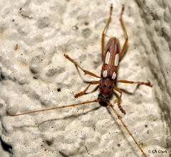 Eburia quadrimaculata