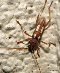 Eburia quadrimaculata