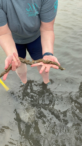 Chaetopterus observed 2026-03-28