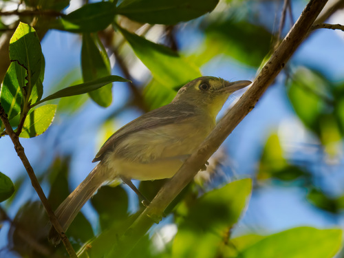 Cuban Vireo
