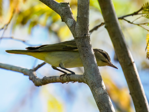 Black-whiskered Vireo