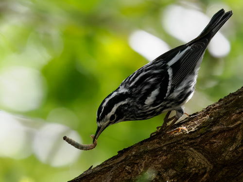 Black-and-white Warbler