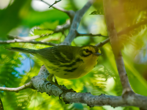 Prairie Warbler