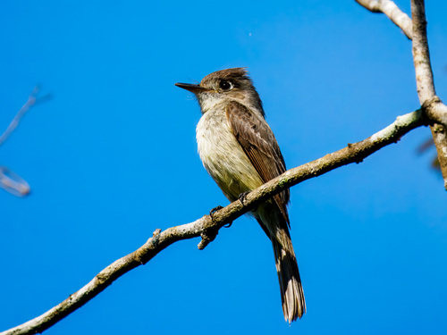 Cuban Pewee