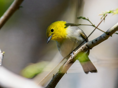 Yellow-headed Warbler