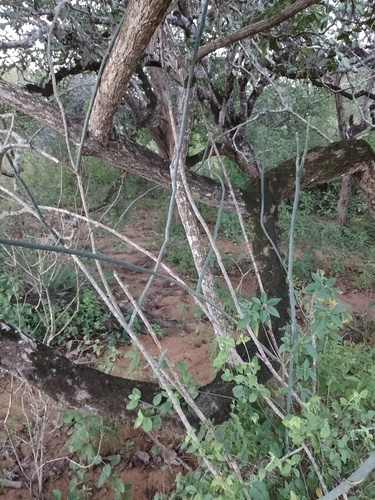 Tacinga funalis (Tacinga funalis)