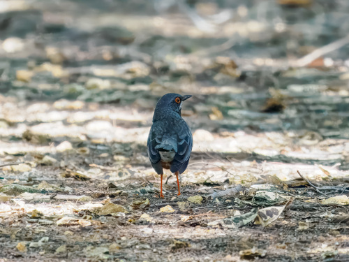 Western Red-legged Thrush