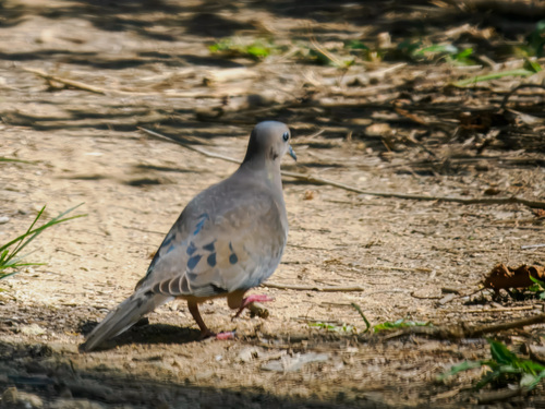 Mourning Dove