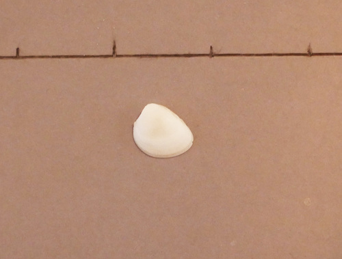 Nucula hartvigiana, 2026-04-01