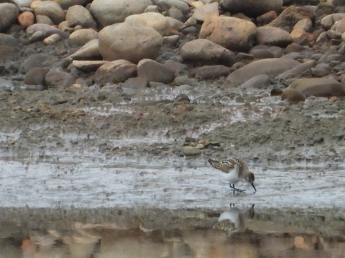 iNaturalist: (c) Pierre Boyer, some rights reserved (CC BY-NC), uploaded by Pierre Boyer iNaturalist image