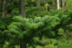 Abies sachalinensis