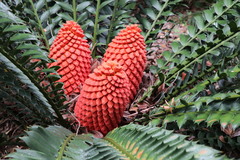Encephalartos ferox