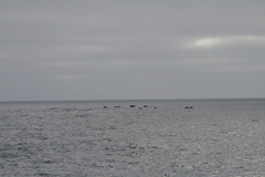 Lissodelphis borealis