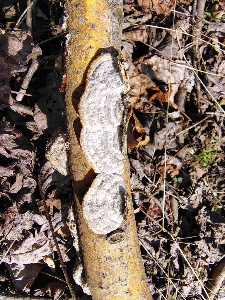 Trametes hirsuta · March 2026 · photo: © pattylane (iNaturalist, cc0)
