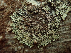 Menegazzia eperforata