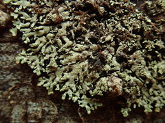 Menegazzia eperforata