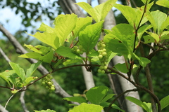 Schisandra chinensis