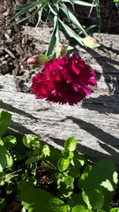 Dianthus caryophyllus