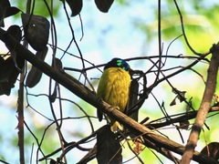Philepitta schlegeli