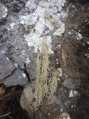 Ramalina australiensis