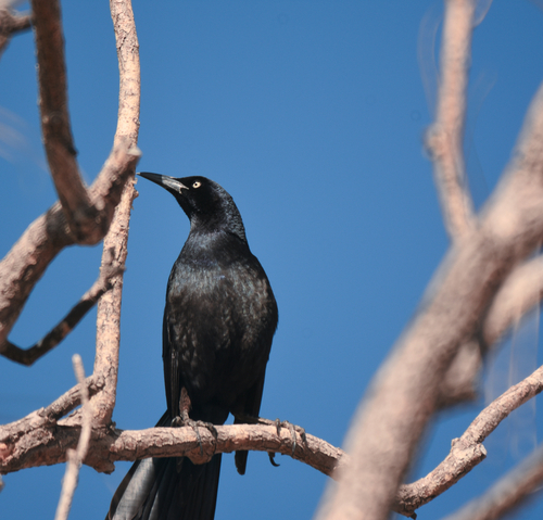Great-tailed Grackle