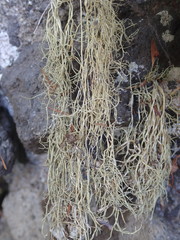 Ramalina australiensis