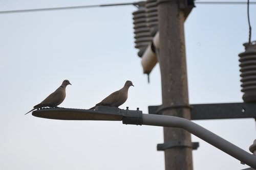 Eurasian Collared-Dove