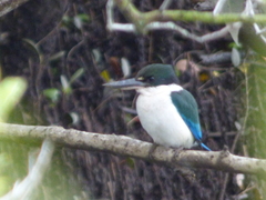 Todiramphus sordidus