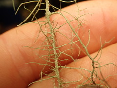 Usnea angulata
