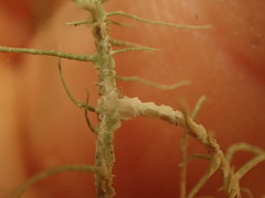 Usnea angulata