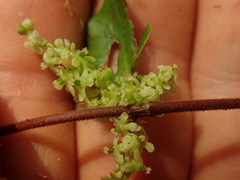 Muehlenbeckia complexa grandifolia
