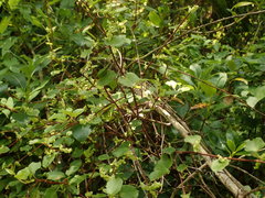 Muehlenbeckia complexa grandifolia