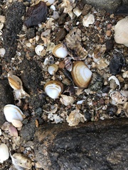 Coecella chinensis