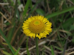 Helenium pinnatifidum