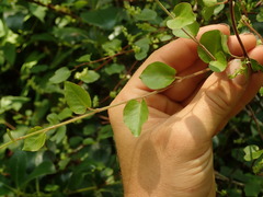 Muehlenbeckia complexa grandifolia