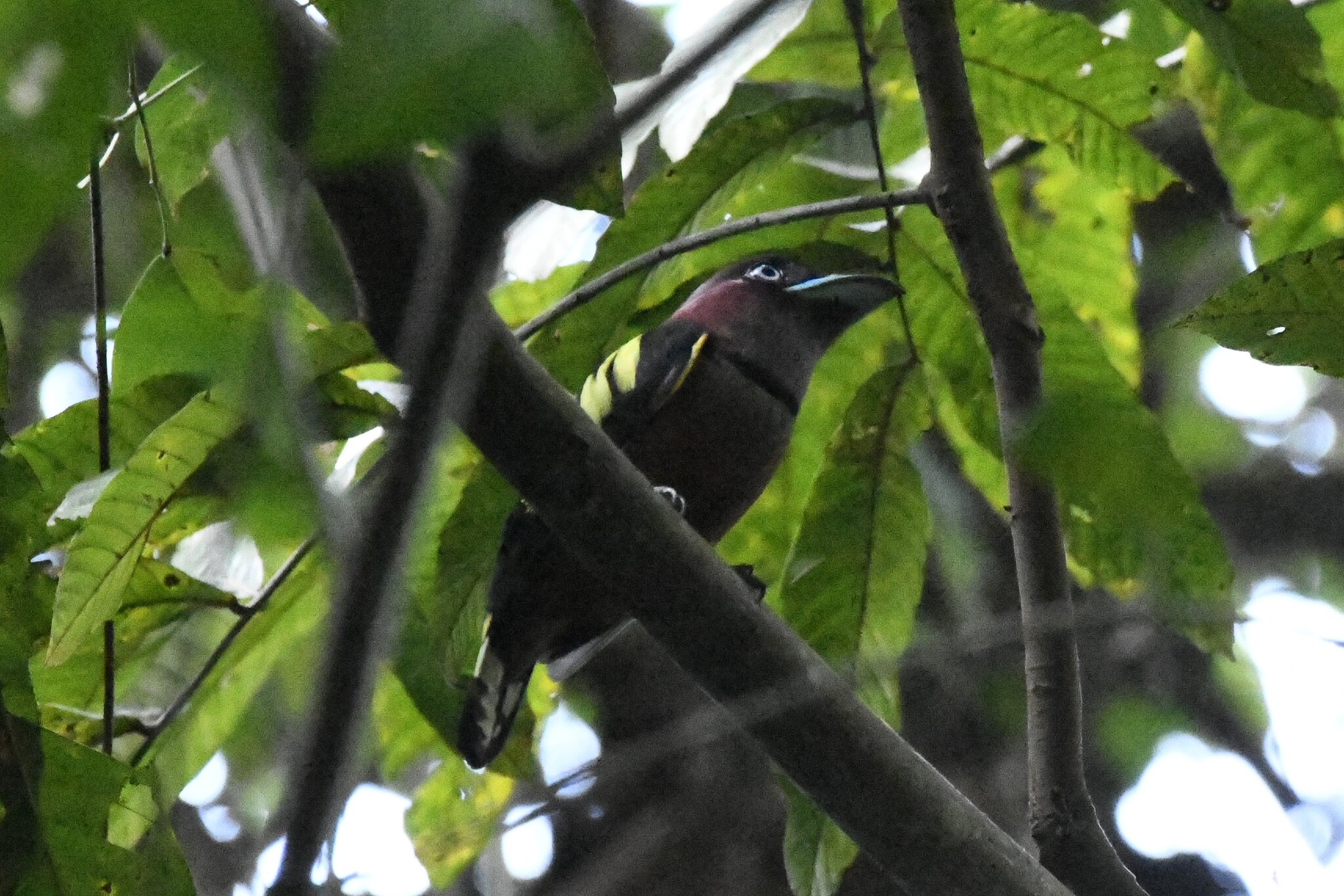 Banded Broadbill (Eurylaimus javanicus), photo 10