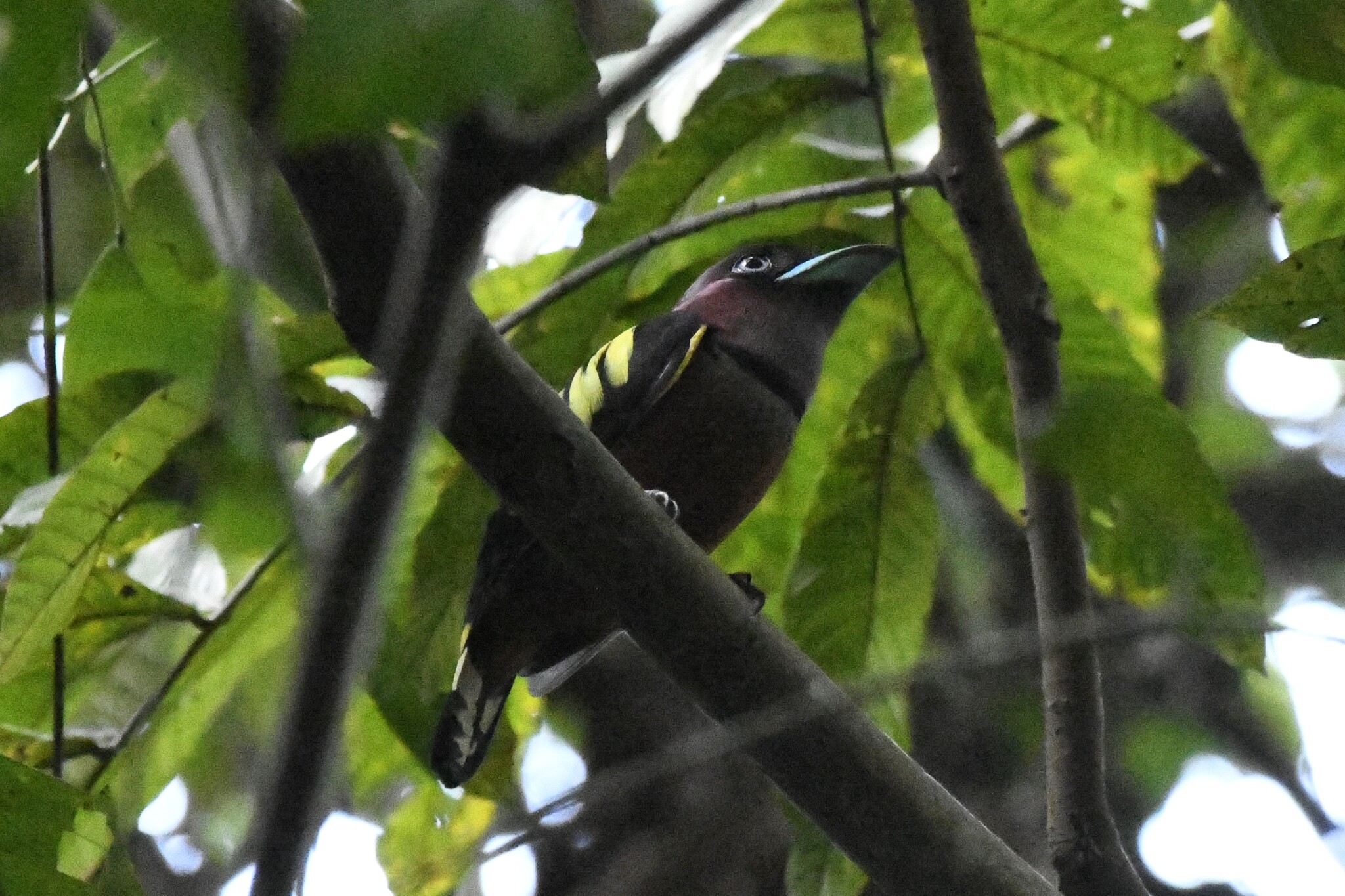 Banded Broadbill (Eurylaimus javanicus), photo 9